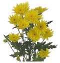 ΧΡΥΣΑΝΘΕΜΟ  ΚΙΤΡΙΝΟ  CHRYS.  T EURO SUNNY